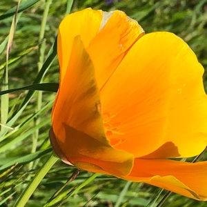 Meet your Posher, Rosita